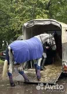 Перевозка лошадей телят коров город межгород