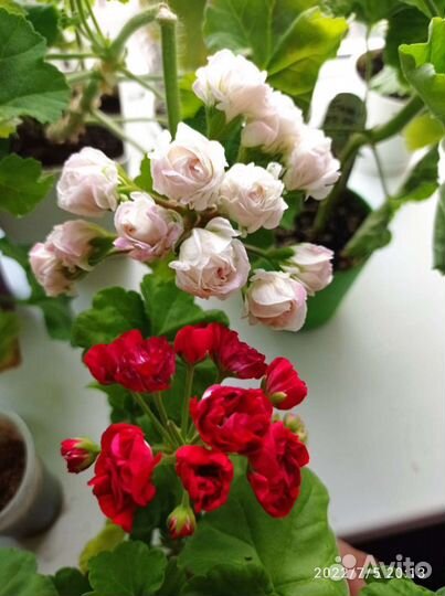 Пеларгония герань