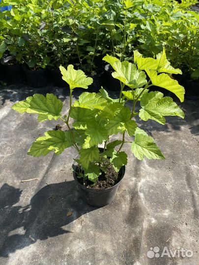 Пузыреплодник “Дартс Голд»