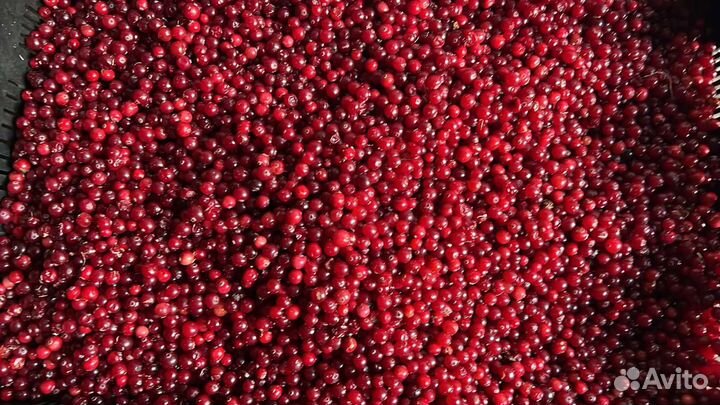 Клюква свежая