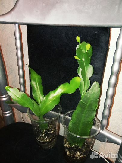 Эпифиллум (лесной кактус) белые цветы и