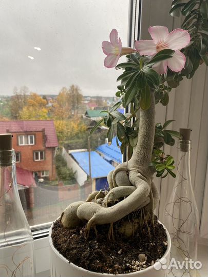 Черенки адениума