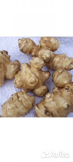 Топинамбур