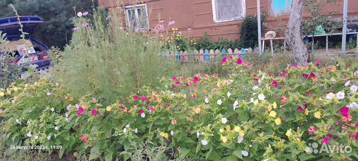 Ночная красавица