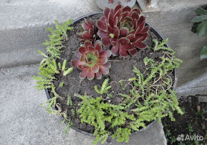 Хоста, арабис, молодила, перовския