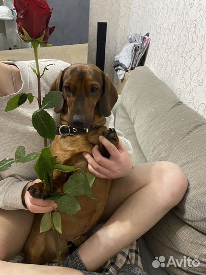 Вязка Такса