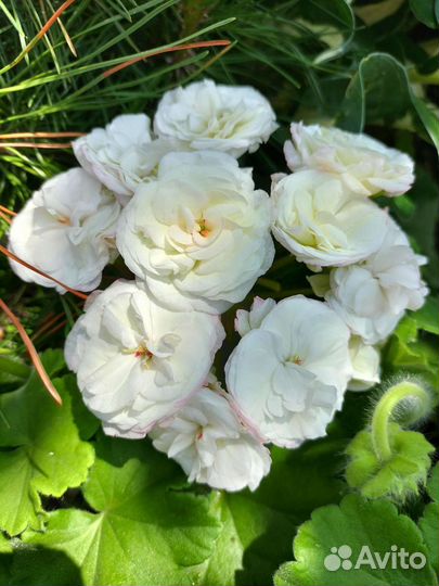 Пеларгония герань сортовая