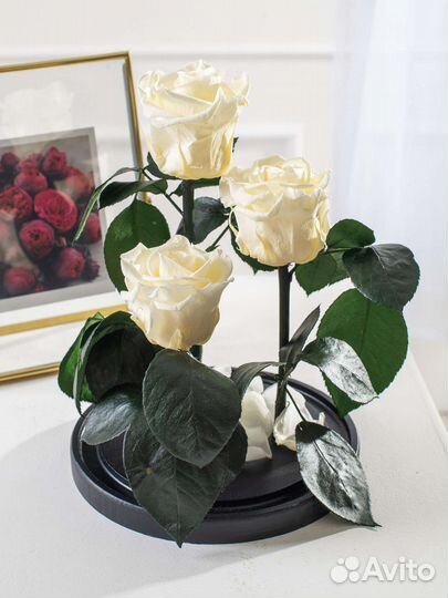 Роза в колбе / Подарок