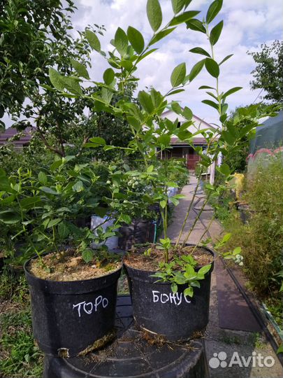 Саженцы голубики