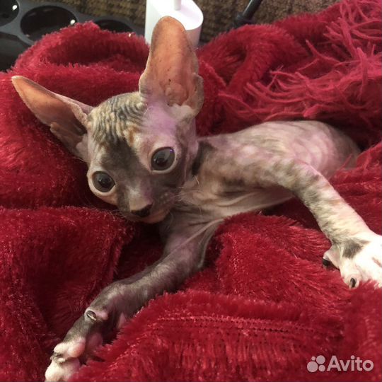 Донской сфинкс котята