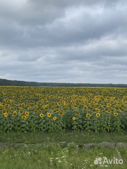 Башкирский мёд