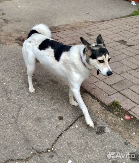 Собаки бесплатно