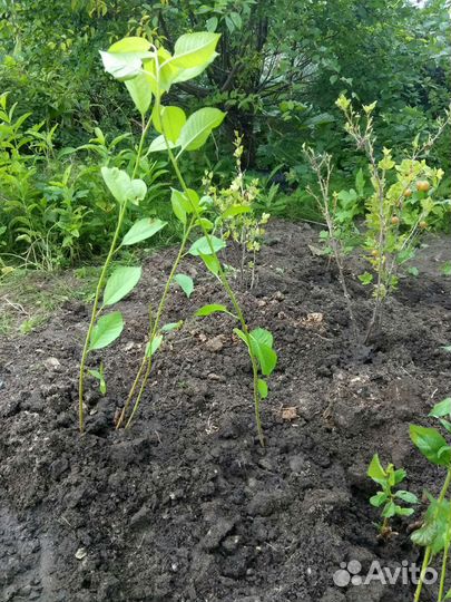 Вишня саженец