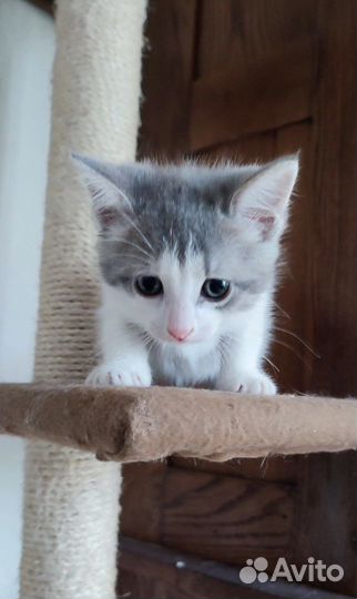 Котёнок, девочка, 1,5 месяца