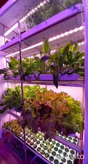 Фитотрон для выращивания саженцев растений