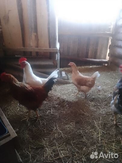 Куры петухи