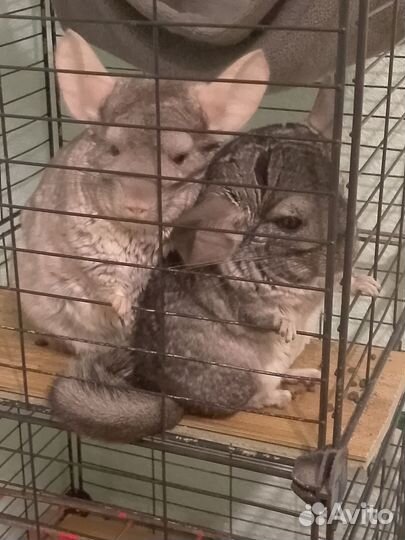 Шиншиллы(2) с клеткой