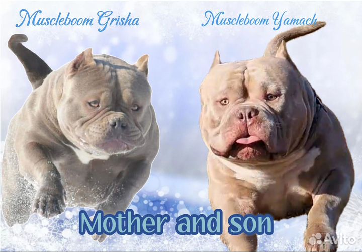 Американский Булли микро девочка