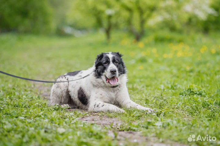 Алабай Тумар, 2 года