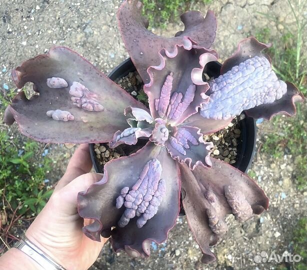 Суккуленты Echeveria Thanos