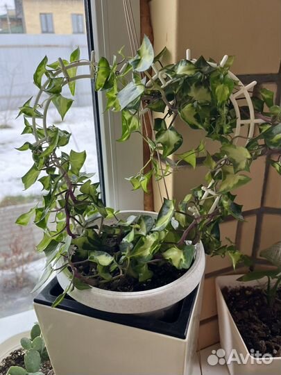 Комнатные растения