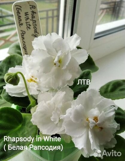 Сортовые фиалки набор