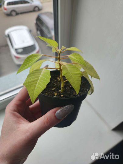 Пуансеттия