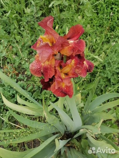 Ирисы бородатые сортовые