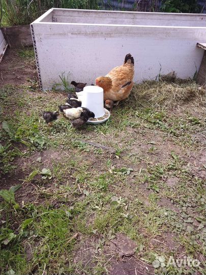 Куры цыплята
