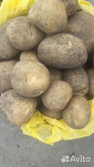 Продам картофель