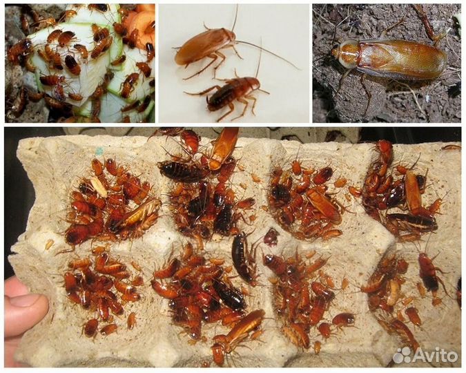 Травля тараканов клопов удаление плесени