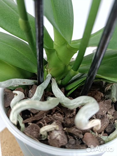 Орхидея Фаленопсис Лаки Стар