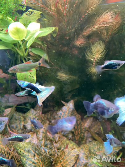 Меченосцы Монтесумы, Пецилии, Гуппи канадские