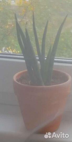 Сансевиерия цилиндрика