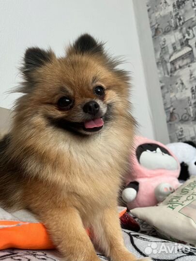 Боня ищет жениха