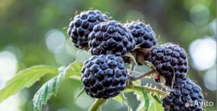 Саженцы черной малины