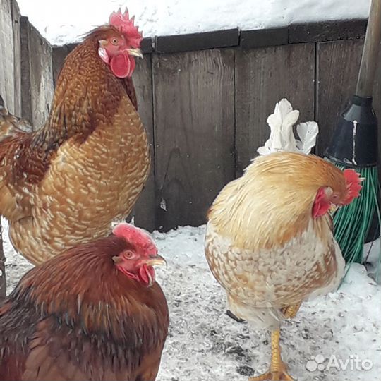 Молодые петухи