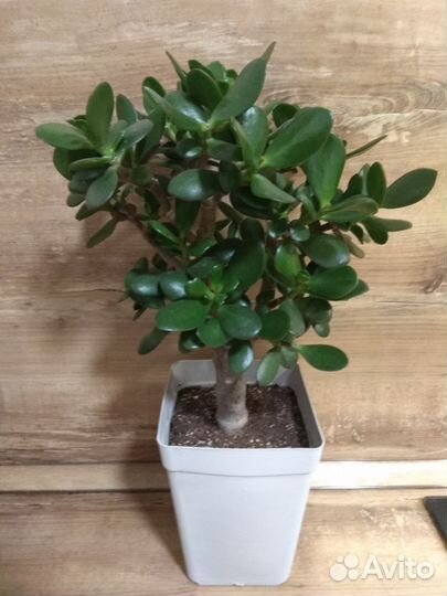 Толстянка крассула денежное дерево