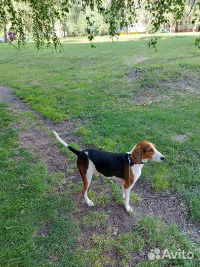 Вязка Эстонская гончая