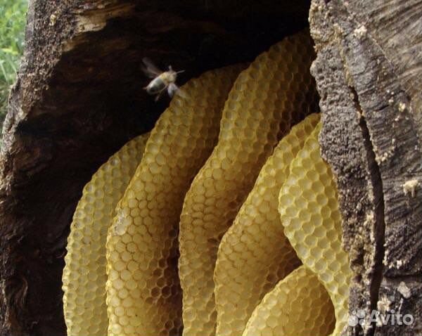 Бортевой мёд дикой пчелы, 2023г