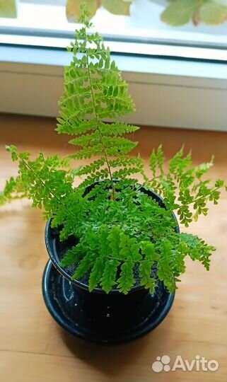Папоротник комнатный