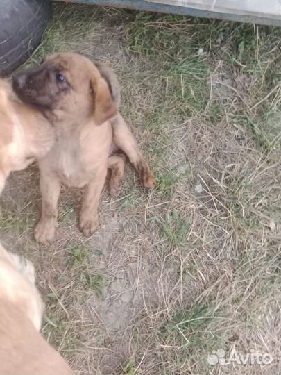 Щенок бесплатно