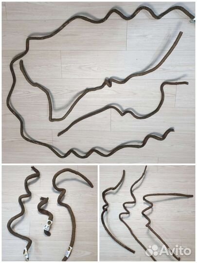 Лиана субтропическая для террариума