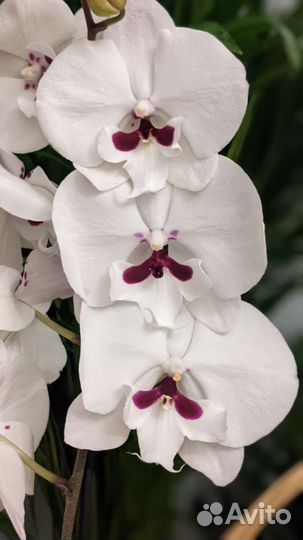 Орхидея биг лип пуаро / реянг принц