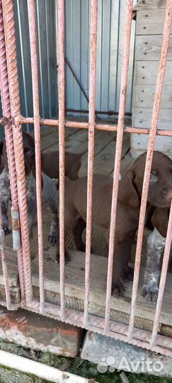 Щенки курцхаара