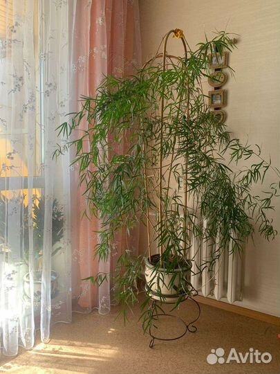 Аспарагус большой