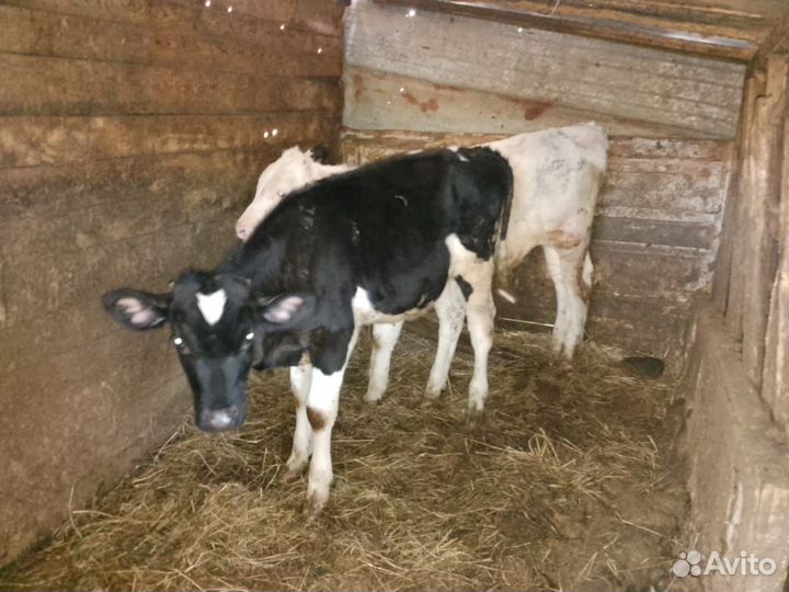 Бычки и телочка