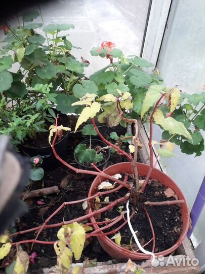 Клещевина комнотные цветы