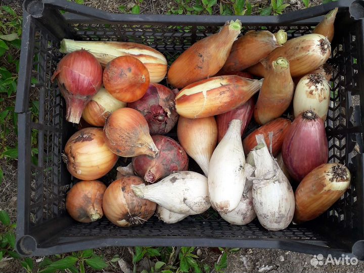 Лук репчатый