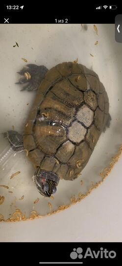 Черепаха